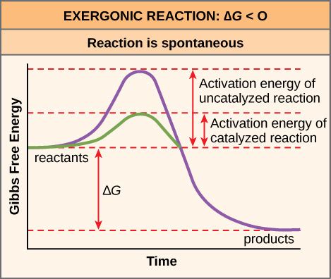 the thermal energy released as a result of spontaneous|Lesson 7 Flashcards .